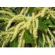 Bach Flower Remedies for Animals - Sweet Chestnut